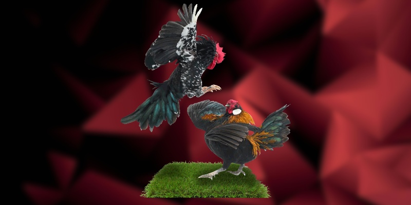 Thời gian thi đấu cụ thể nhất tại các trường gà Campuchia