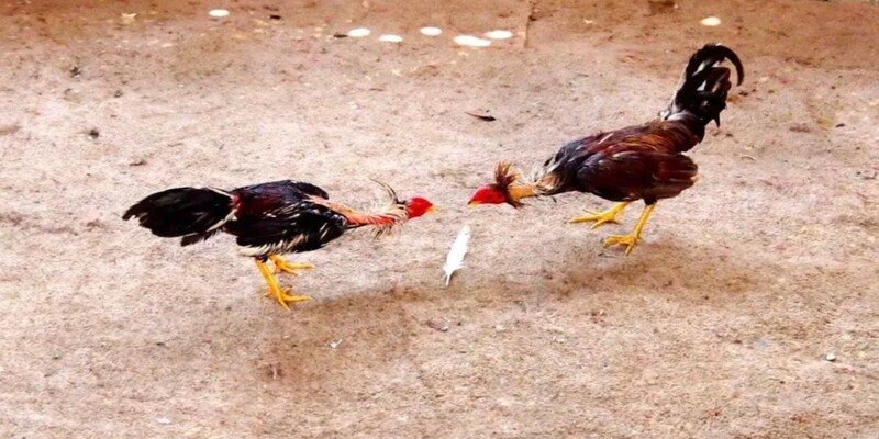 Đá gà cựa sắt Kwin có nền tảng chơi siêu chắc chắn