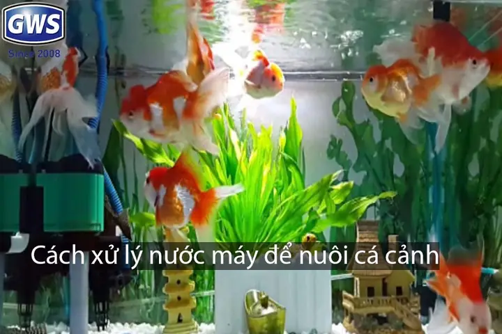 Cã¡ch Khá» Clo Trong Næ°á»c Mã¡y Äá» Nuã´i Cã¡ Hiá»u Quả Cã¡ch Khá» Clo Trong Næ°á»c Mã¡y Äá» Nuã´i Cã¡ Hiá»u Quả