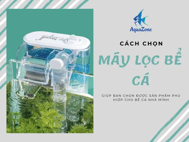Hướng Dẫn Cách Chọn Máy Lọc Bể Cá Thủy Sinh - Aquazone ...
