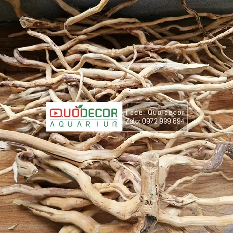 Lọc Thùng – Thuỷ Sinh Quới Decor