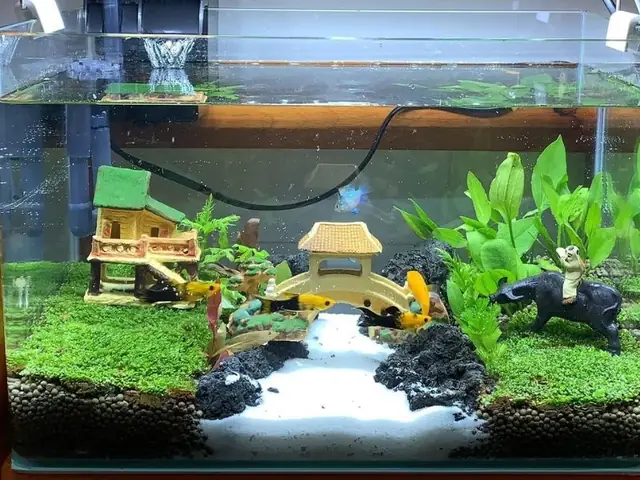 Hướng Dẫn Cách Làm Bộ Lọc Nước Hồ Cá Đơn Giản Tại Nhà Hướng Dẫn Cách Làm Bộ Lọc Nước Hồ Cá Đơn Giản Tại Nhà