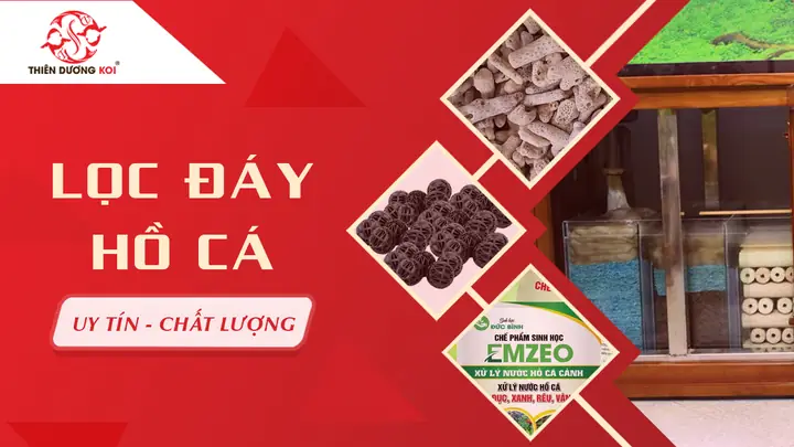 [hữu Ích] 3 Bước Chế Lọc Đáy Hồ Cá Tại Nhà Cực Đơn Giản