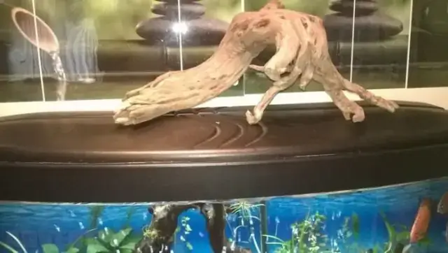 Tạo Khí Độc: Nguy Cơ Từ Lũa Không Được Xử Lý Tạo Khí Độc: Nguy Cơ Từ Lũa Không Được Xử Lý