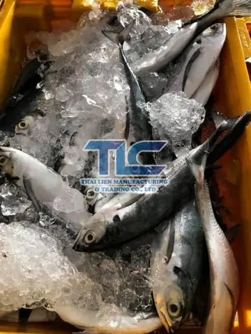 Mackerel Là Cá Gì Mackerel Là Cá Gì