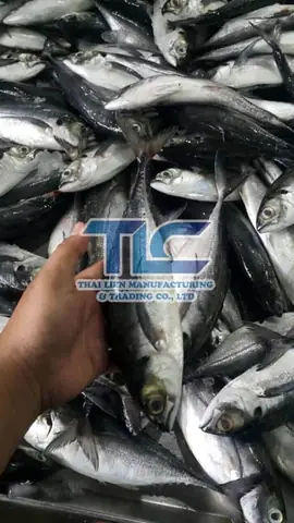 Mackerel Là Cá Gì Mackerel Là Cá Gì