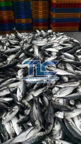 Mackerel Là Cá Gì Mackerel Là Cá Gì