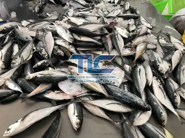 Mackerel Là Cá Gì Mackerel Là Cá Gì