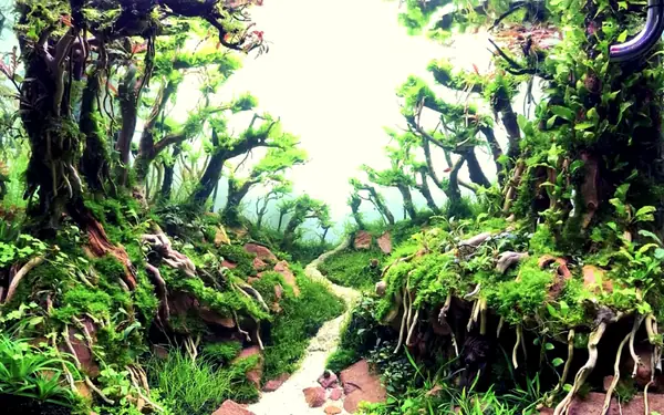 Mẫu Bể Thủy Sinh Layout Rừng