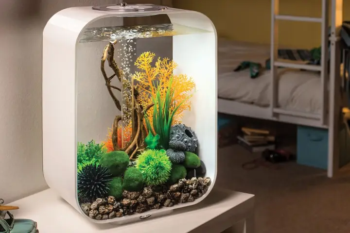 Bể Cá Cảnh Mini Đẹp Cần Những Gì?