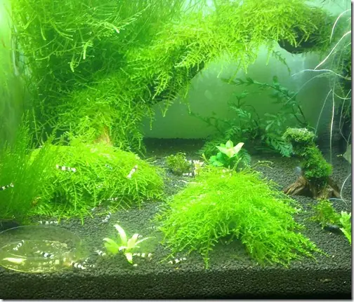 Mẫu Hồ Cá Đẹp Ngoài Trời