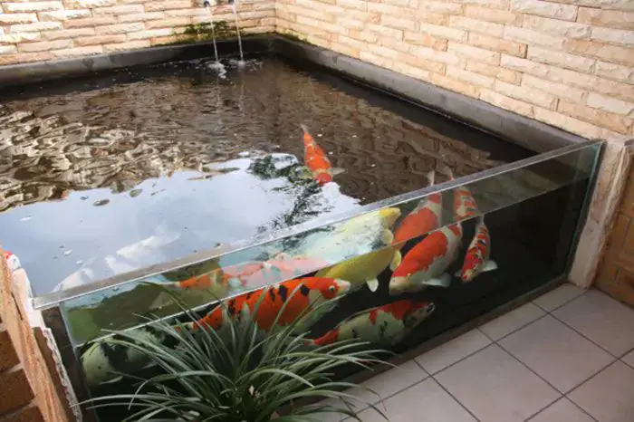 Mẫu Hồ Cá Koi Mini Đẹp Bằng Kính