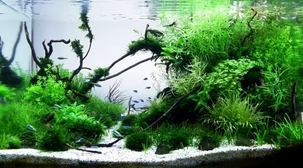 Mẫu Hồ Cá Thủy Sinh Nature