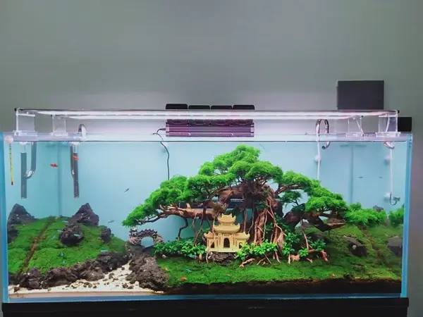 Mẫu Bể Cá Thủy Sinh Bonsai