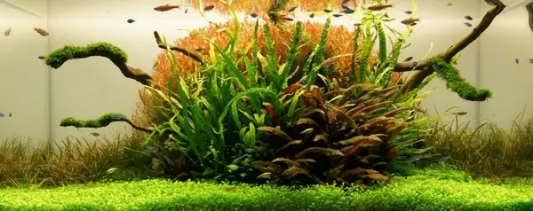 Mẫu Hồ Cá Thủy Sinh Nature