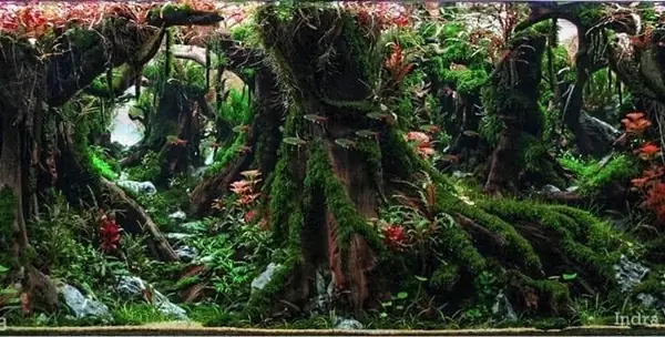 Mẫu Bể Cá Thủy Sinh Layout Rừng