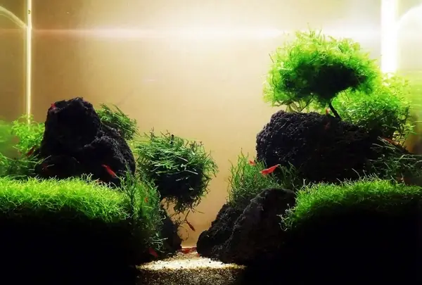 Mẫu Hồ Cá Thủy Sinh Mini Để Bàn