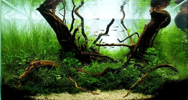 Mẫu Hồ Cá Thủy Sinh Nature