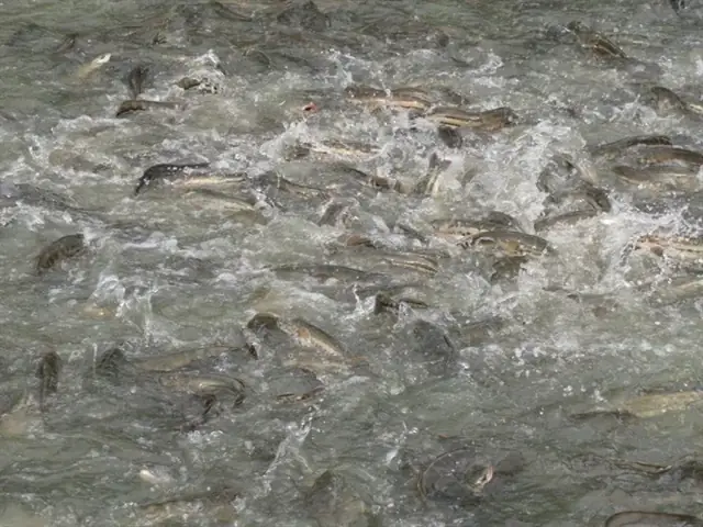 06-09-59_1_o_nuoi_c_loc_bong