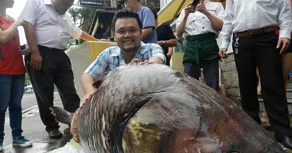 Cá Chép, Những Điều Chưa Biết