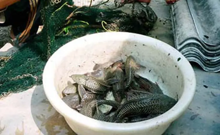 Cá Ma Xuất Hiện, Hiểm Họa Trên Sông, Nông Dân Khiếp Sợ