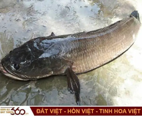 Mơ Thấy Cá Lóc Nhảy Lên Bờ