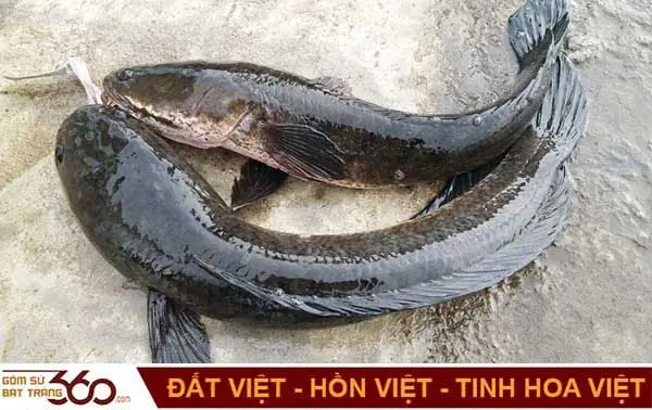 Nằm Mơ Thấy Bắt Được Cá Lóc