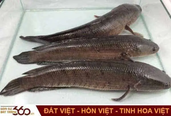 Nằm Mơ Thấy Cá Lóc Điềm Báo Gì, Đánh Số Mấy Chuẩn Nhất?