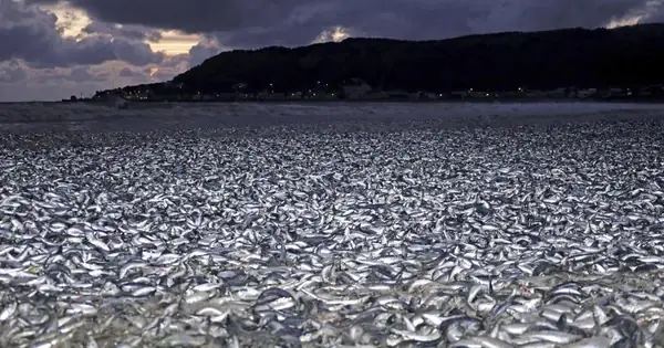 Nhật Bản Giải Mã Vụ Hơn 1.000 Tấn Cá Chết Nổi Trắng Bờ Biển