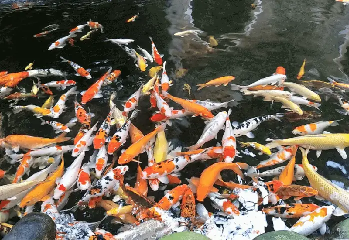 Những Loài Cá Cảnh Đã Đẹp Lại Dễ Nuôi Giúp Nhà Cửa Bội Phần Sang ...