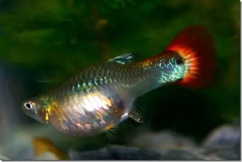 Kỹ Thuật Nuôi Và Chăm Sóc Cá Bảy Màu Tạo Phong Thủy Thuận Lợi