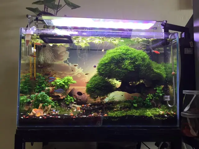 Thứ Nhất, Nuôi Cá Dưỡng Tâm.