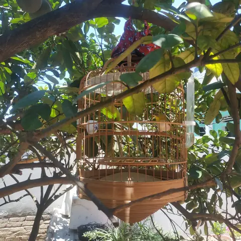 Thứ Hai, Nuôi Chim Dưỡng Chí