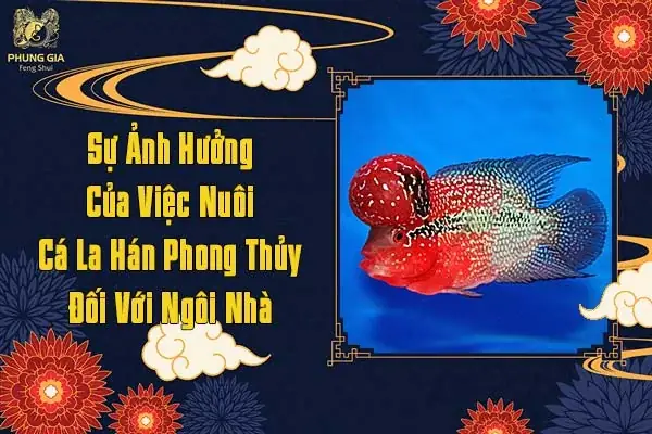Tác Động Của Việc Nuôi Cá La Hán Phong Thủy Đối Với Ngôi Nhà