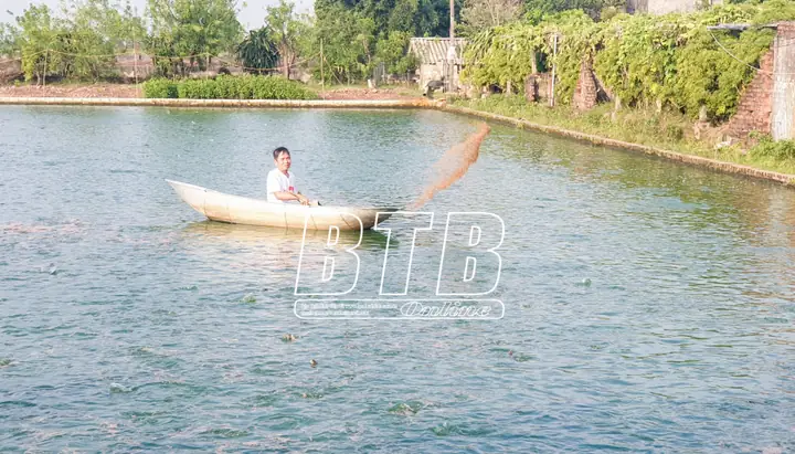 Thu Tiền Tỷ Từ Nuôi Cá Rô Đồng - Báo Thái Bình Điện Tử