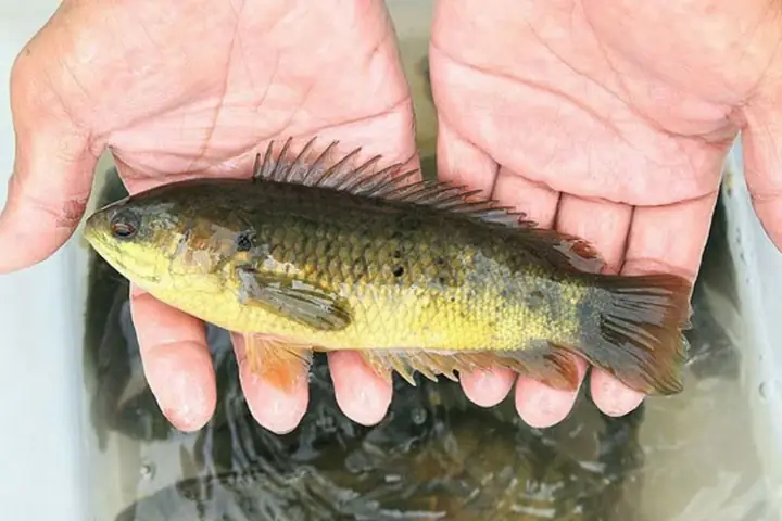 Kỹ Thuật Nuôi Thương Phẩm Cá Rô Đồng