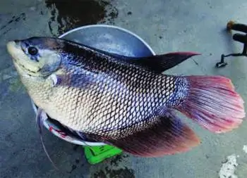 Để Nuôi Cá Tai Tượng Hiệu Quả – Tạp Chí Thủy Sản Việt Nam