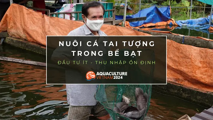 Nuôi Cá Tai Tượng Trong Bể Bạt: Đầu Tư Ít, Thu Nhập Ổn Định, Dễ Dàng ...