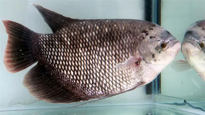 Hiệu Quả Từ Mô Hình Nuôi Cá Tai Tượng.