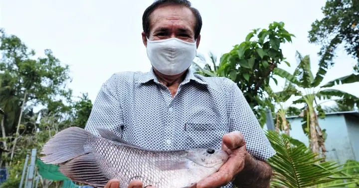 Nuôi Cá Tai Tượng Trên "bể Cạn", Lão Nông Sống Khỏe, Rảnh Tay Thu Tiền