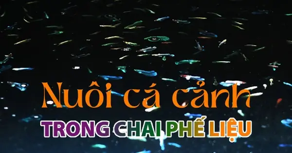 Nuôi Cá Cảnh Trong Chai Phế Liệu, Lão Nông Hà Nội Thu Về Hàng Trăm ...