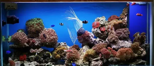 Mẹo Nhỏ: Tự Làm Phông Nền 3d Đơn Giản Tại Nhà