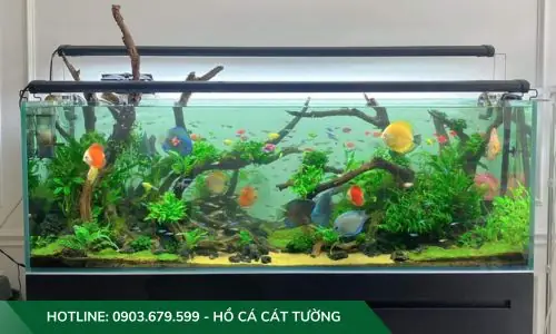 Mẫu Hồ Cả Thủy Sinh Do Công Ty Cát Tường Thiết Kế Và Thi Công Mẫu Hồ Cả Thủy Sinh Do Công Ty Cát Tường Thiết Kế Và Thi Công