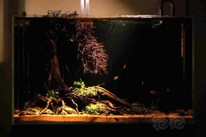 Các Mẫu Hồ Thủy Sinh Do Nghệ Nhân Nhật Bản Thực Hiện Các Mẫu Hồ Thủy Sinh Do Nghệ Nhân Nhật Bản Thực Hiện