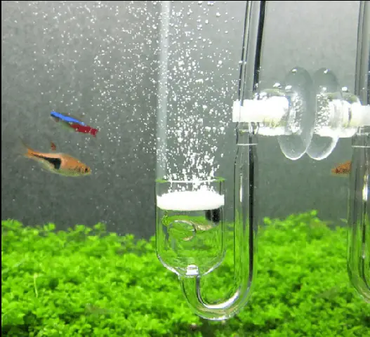 Bước 4: Setup Hệ Thống Bơm Khí Co2 Và Lọc Nước Trước Khi Cho Nước Vào Bước 4: Setup Hệ Thống Bơm Khí Co2 Và Lọc Nước Trước Khi Cho Nước Vào