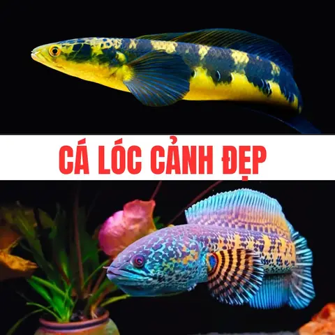 Top 10 Dòng Cá Lóc Cảnh Đẹp Được Ae Chơi Cá Cảnh Lựa Chọn Nhất