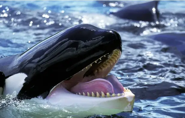 Nghiên Cứu Về Cá Voi Làm Sáng Tỏ Bí Ẩn Về Sự Tiến Hóa Của Loài Người Nghiên Cứu Về Cá Voi Làm Sáng Tỏ Bí Ẩn Về Sự Tiến Hóa Của Loài Người