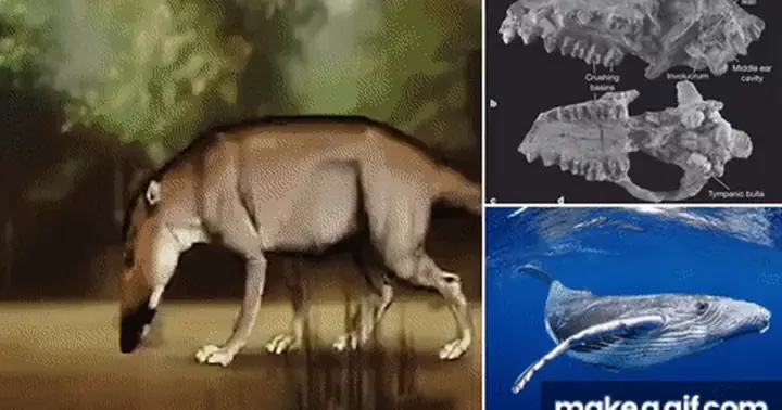 Cá Voi Tiến Hóa Từ Loài Động Vật Giống Hươu, Di Chuyển Bằng Chân ... Cá Voi Tiến Hóa Từ Loài Động Vật Giống Hươu, Di Chuyển Bằng Chân ...