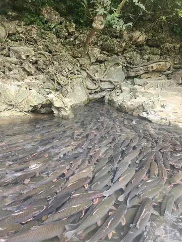 Giới Thiệu Về Suối Cá Thần Cẩm Lương Giới Thiệu Về Suối Cá Thần Cẩm Lương