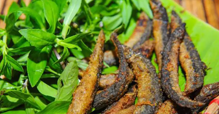 Cá Chạch Ví Như 'nhân Sâm Dưới Nước' Tốt Nhất Cho Sức Khỏe Thận ...